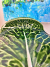 Four Piece Cabbageware Tureen