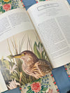 Audubon Book in Excellent Condition